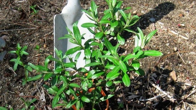 How to properly plant sea buckthorn in the fall and take care of it after planting