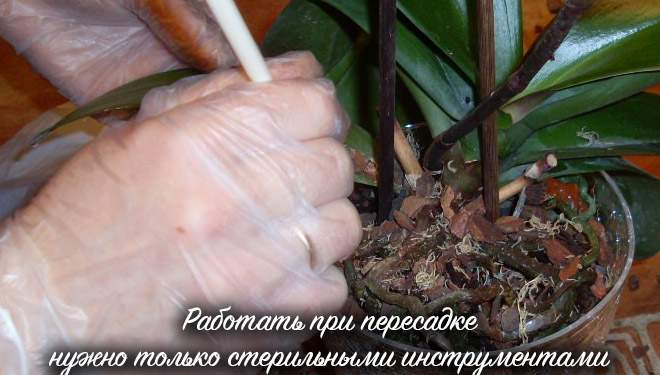 how to plant an orchid