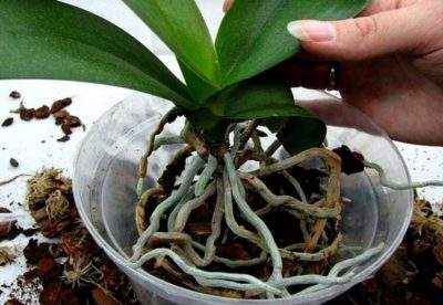hur man planterar en orkidé