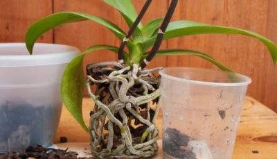 как да засадите орхидея
