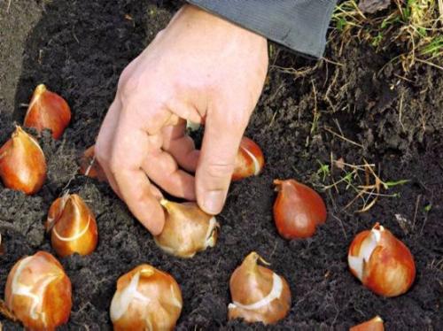 Hur man planterar tulpaner korrekt. Höstplantering