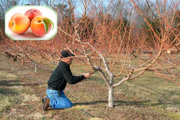 How to properly prune a peach in the fall and what is it for
