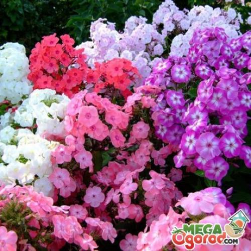 How to plant phlox in the fall. The best varieties of phlox for autumn planting