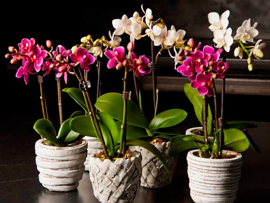 How to properly plant an orchid at home