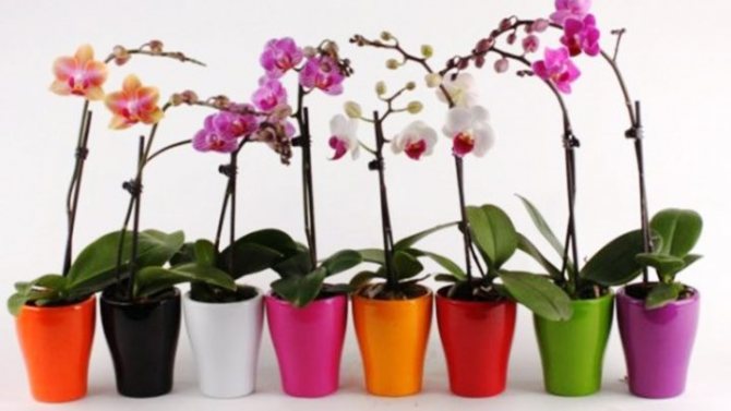Wie man eine Orchidee zu Hause richtig pflanzt