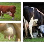 Hur man mjölkar en ko efter kalvning