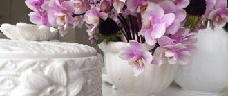 как правилно да се разрежда янтарна киселина за поливане на стайни цветя