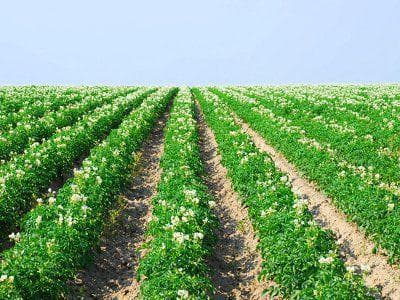 Hur man planterar potatis ordentligt med en bakomliggande traktor