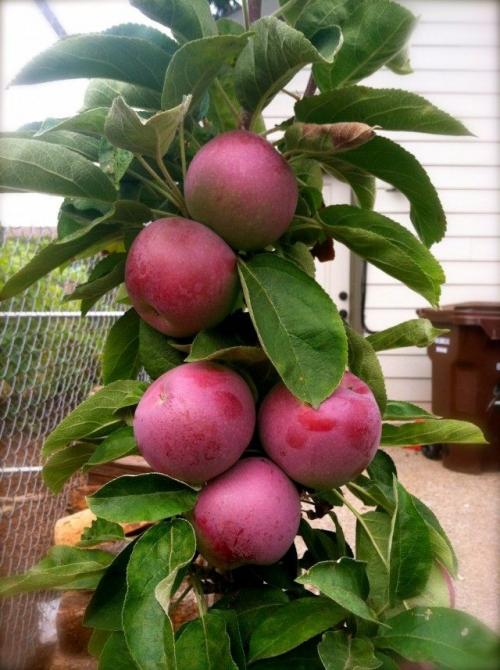 Hur man planterar kolumnerade äppelträd korrekt. Plantera plantor av ett kolumnerat äppelträd