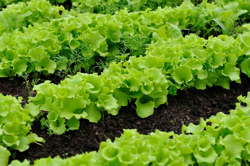 How to plant lettuce in open ground with seeds