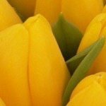 Cara menanam tulip dengan betul di rumah