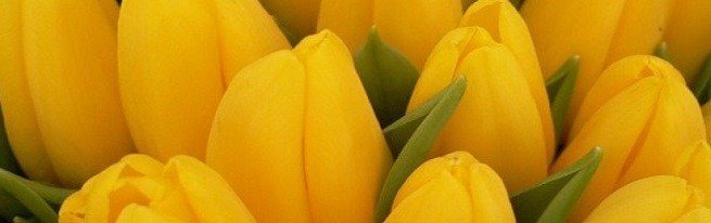 Cara menanam bunga tulip di rumah dengan betul