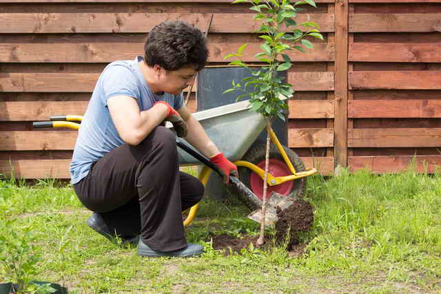 Cum să plantați cireșele corect primăvara și toamna
