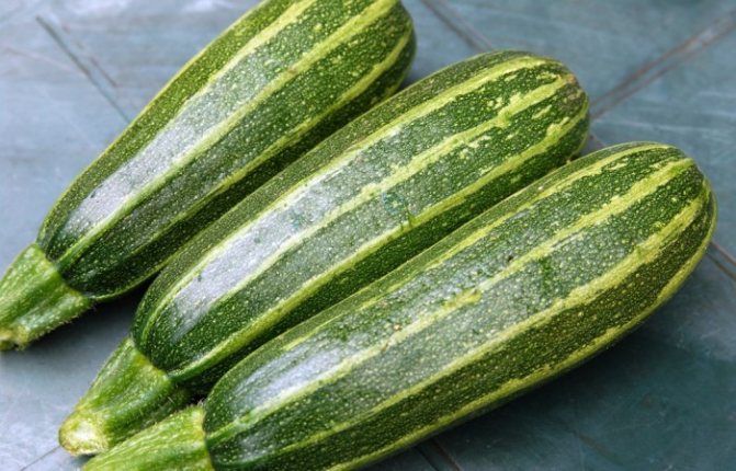 How to harvest and store zucchini correctly