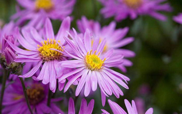 how to properly collect aster seeds features