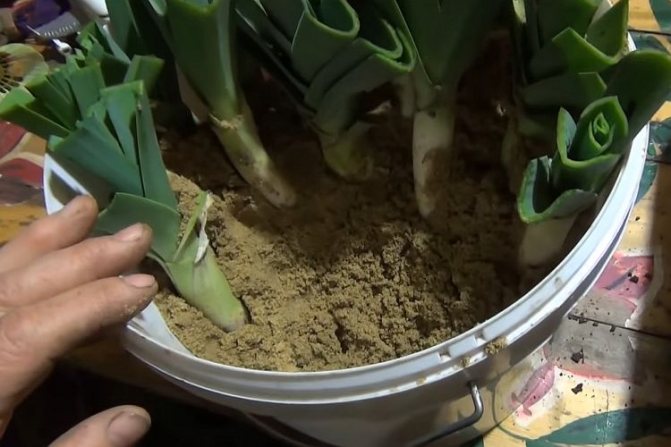 How to store leeks properly