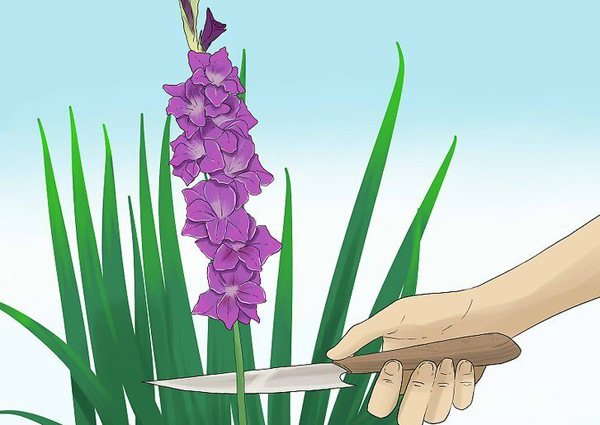 Jak správně řezat květiny