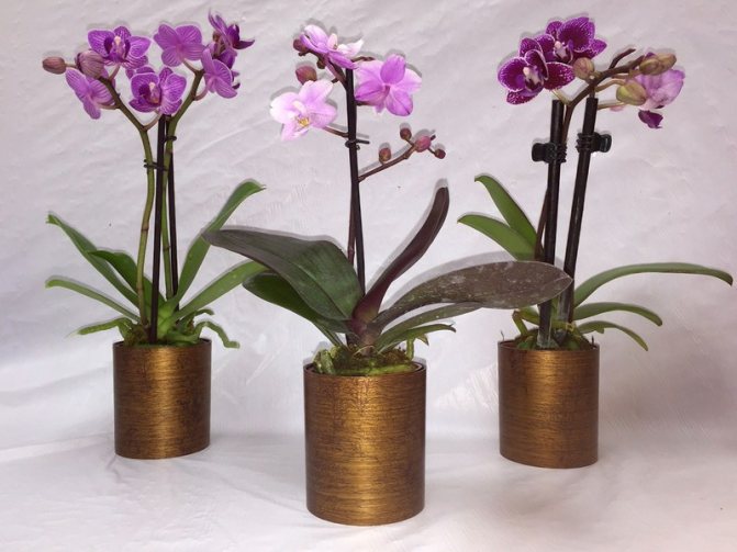 Cara merawat orkid dengan betul