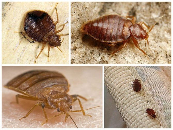How to properly destroy bedbugs with kerosene