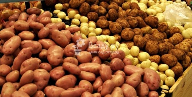 Hur man väljer rätt potatis, vilken är friskare