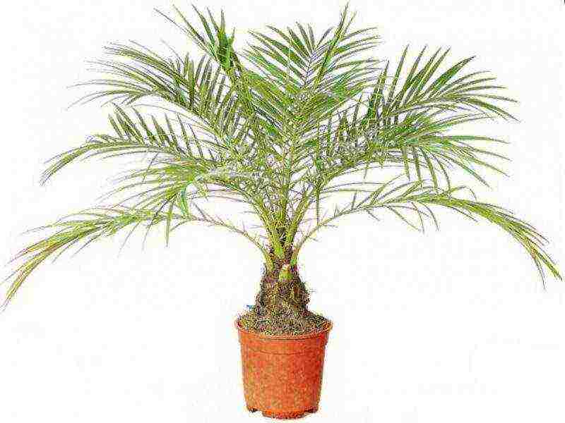 jak správně pěstovat palmu doma