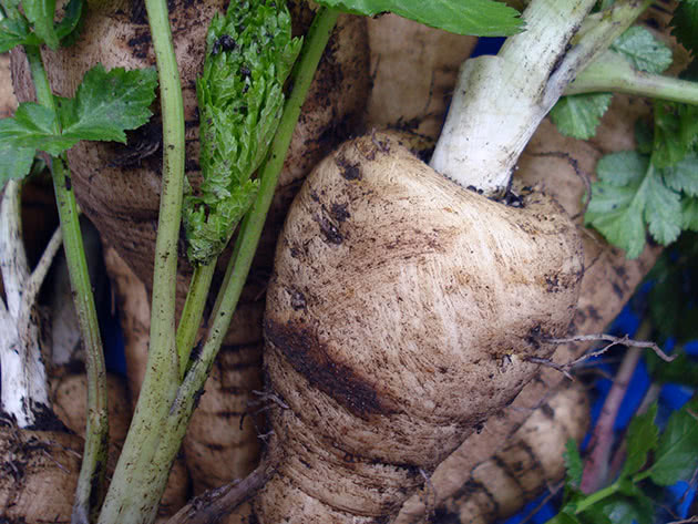 How to properly grow parsnips