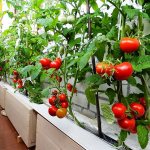 Cum să cultivați corect roșiile pe balcon: ce soiuri sunt mai bine de ales.Cum să aveți grijă de răsaduri și să pregătiți solul pentru plantarea roșiilor