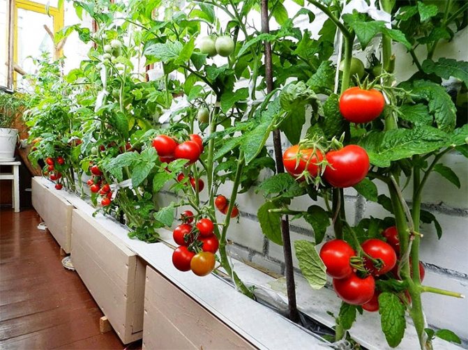 Jak správně pěstovat rajčata na balkoně: které odrůdy je lepší zvolit. Jak se starat o sazenice a připravit půdu pro výsadbu rajčat