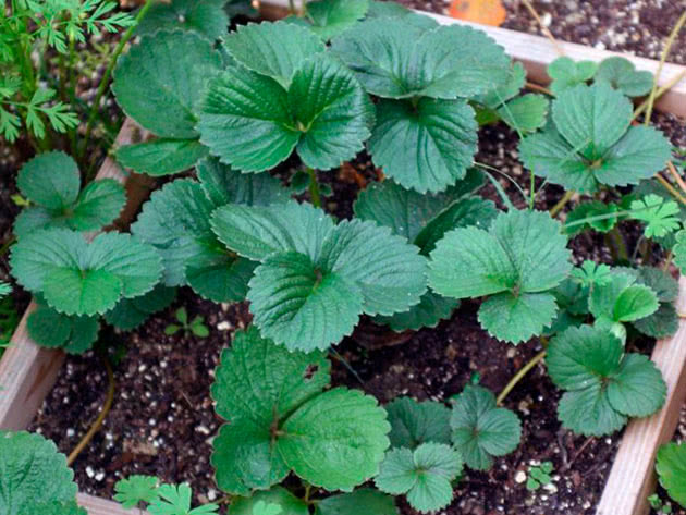 How to properly grow strawberry seedlings at home