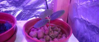 'Hur man odlar gurkor korrekt' Marinda f1