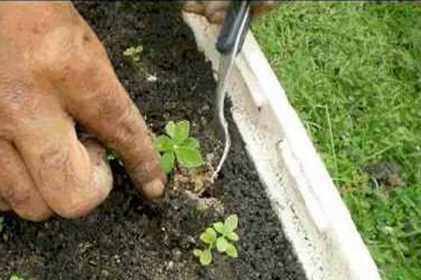 How to properly grow stevia seedlings from seeds