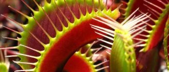 How to properly grow a Venus flytrap from seeds: home care