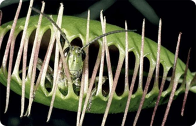Paano maayos na mapalago ang isang Venus flytrap mula sa mga binhi: pangangalaga sa bahay
