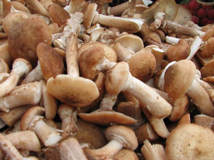 ] cum să congelați corect ciupercile pentru iarnă