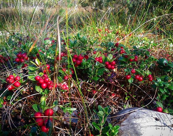 As a rule, lingonberry bushes successfully suppress the development of other herbaceous plants that can compete with them for light.