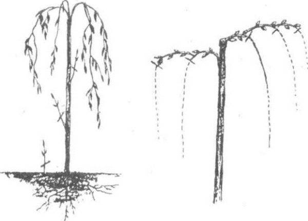 Sebagai peraturan, pemangkasan willow kambing dilakukan pada ketinggian 30-60 cm