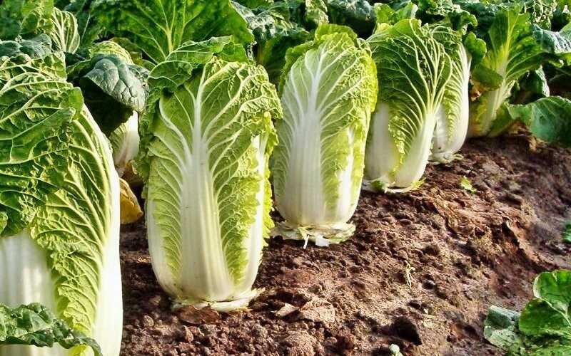 How is Chinese cabbage used in dietetics