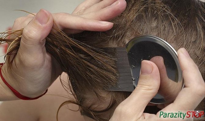 How to use tea tree oil for head lice prevention