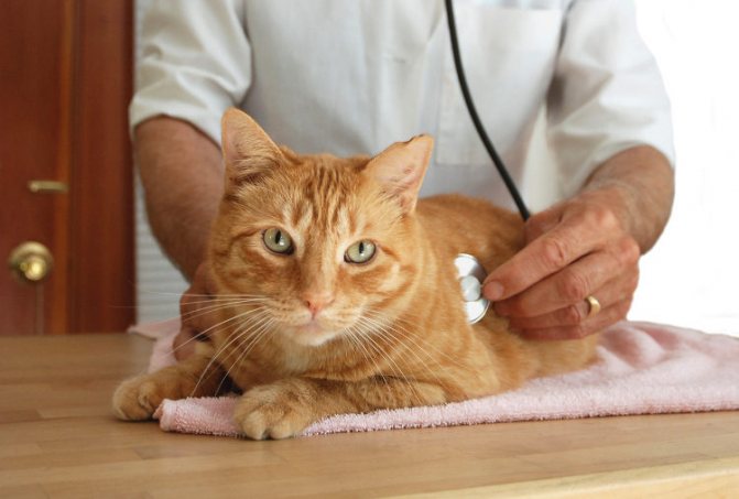 كيف تأخذ أدوية دودة القطط