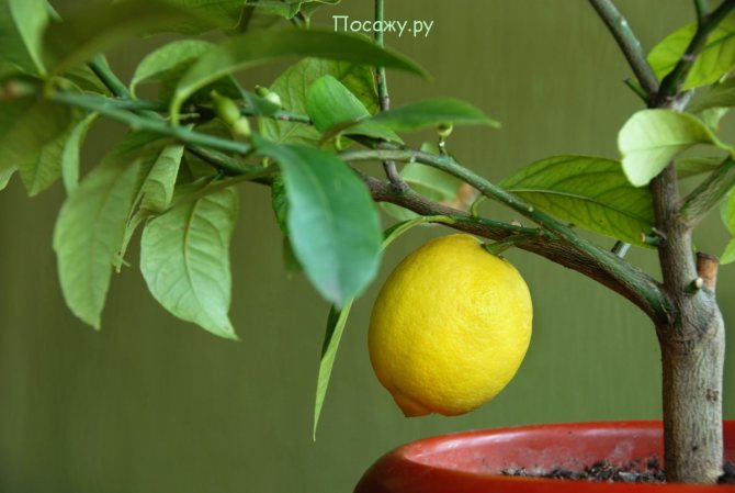 Как да засадите лимон у дома, така че да дава плодове, присаждащи лимон според правилата на видеото