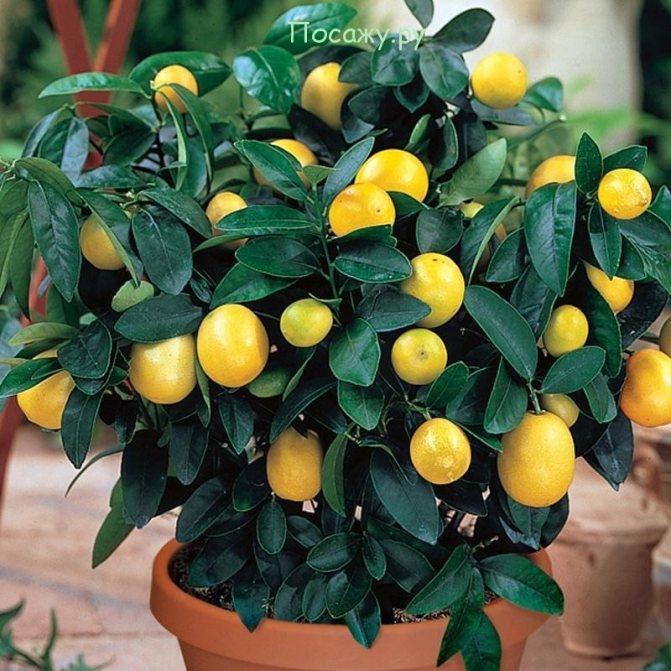 Hur man planterar en citron hemma så att den bär frukt