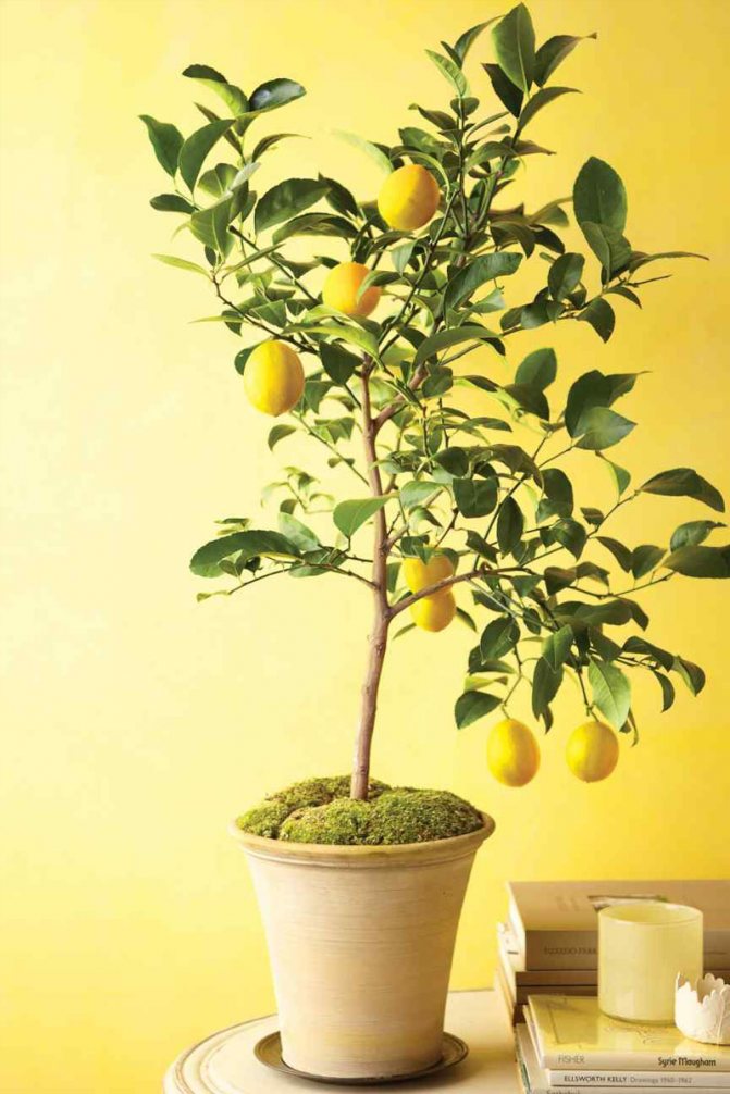 Hur man planterar en citron hemma så att den bär frukt