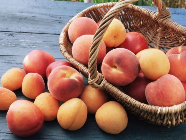 Hur man planterar en persika på en aprikos