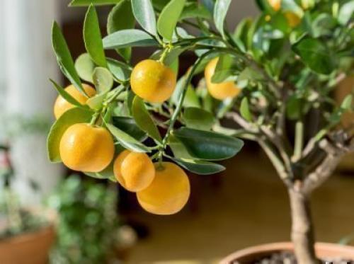 Как да засадите цитрусови плодове у дома. Методи за присаждане на цитрусови плодове
