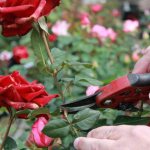 bagaimana memanjangkan hayat bunga ros