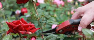 how to extend the life of roses