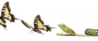 comment le papillon se développe
