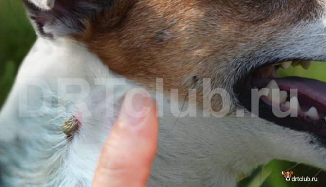 كيف يصاب الكلب بداء البيروبلازما؟