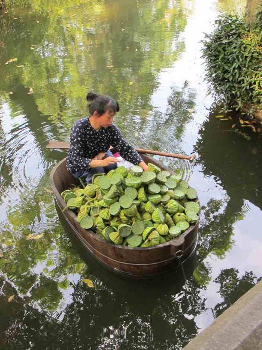 Cum să germinezi un lotus care poartă nuci.