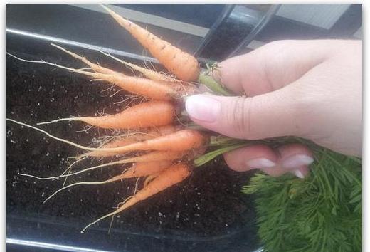 cum să subțierea morcovilor poate fi transplantat